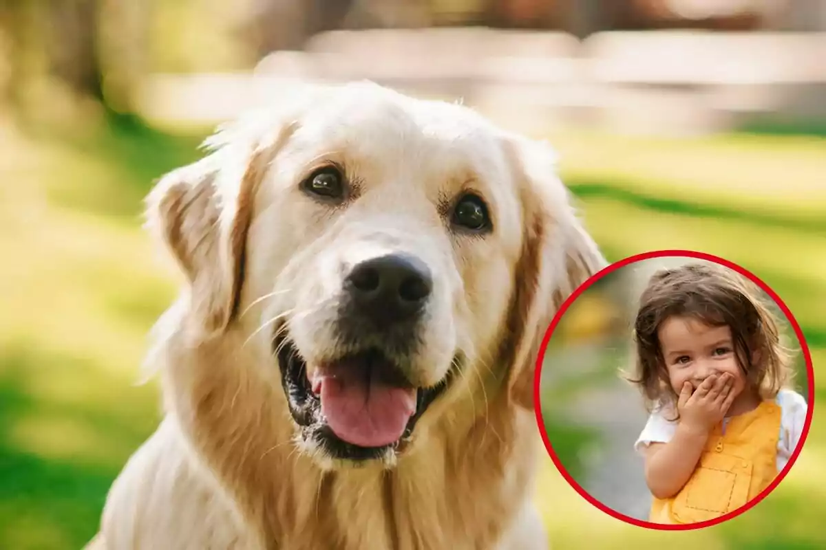 Un gos de raça Golden Retriever amb una expressió alegre i una nena petita somrient dins un cercle vermell.