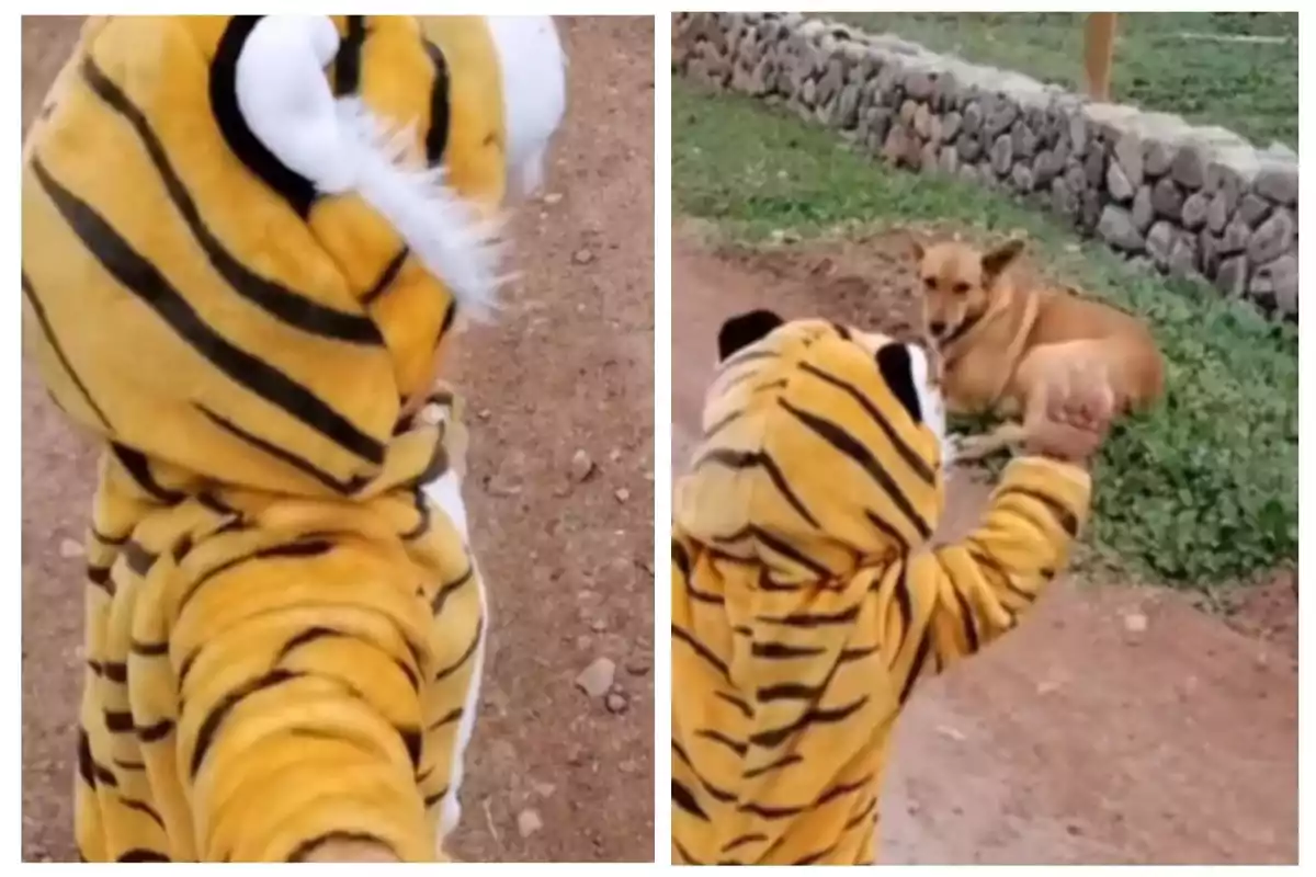 Un niño disfrazado de tigre se acerca a un perro que está acostado en el suelo.