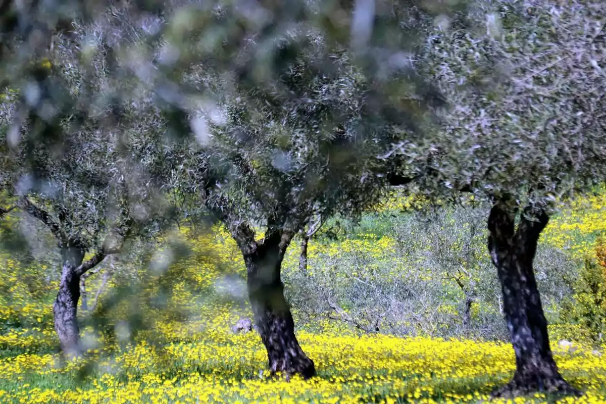 Un camp d'oliveres amb flors grogues al terra. Un camp d'oliveres amb flors grogues al terra.