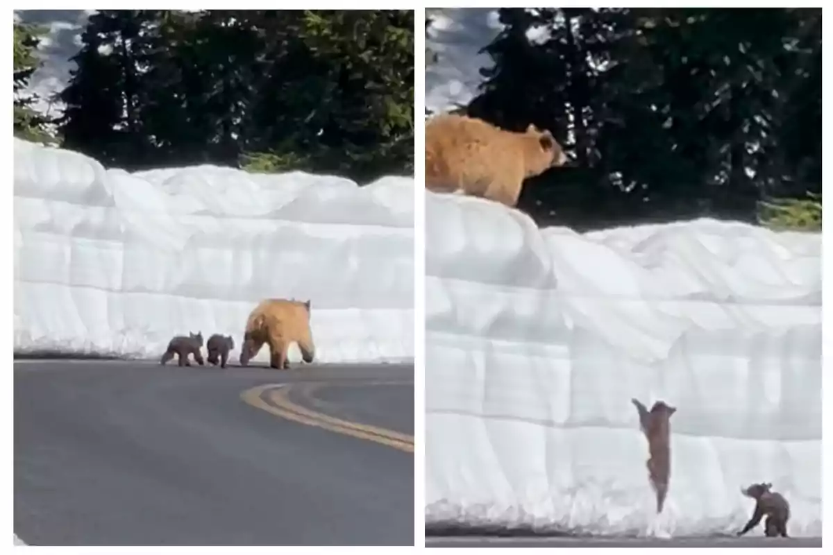 Una óssa i les dues cries caminen per una carretera envoltada d'alts murs de neu, mentre una de les cries intenta escalar el mur.