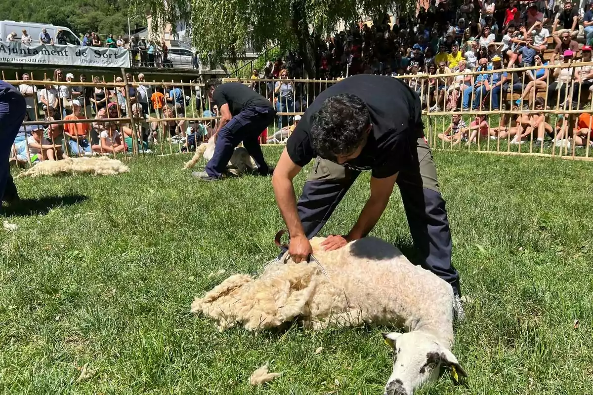 Persones esquilant ovelles en un esdeveniment exterior amb una multitud observant.