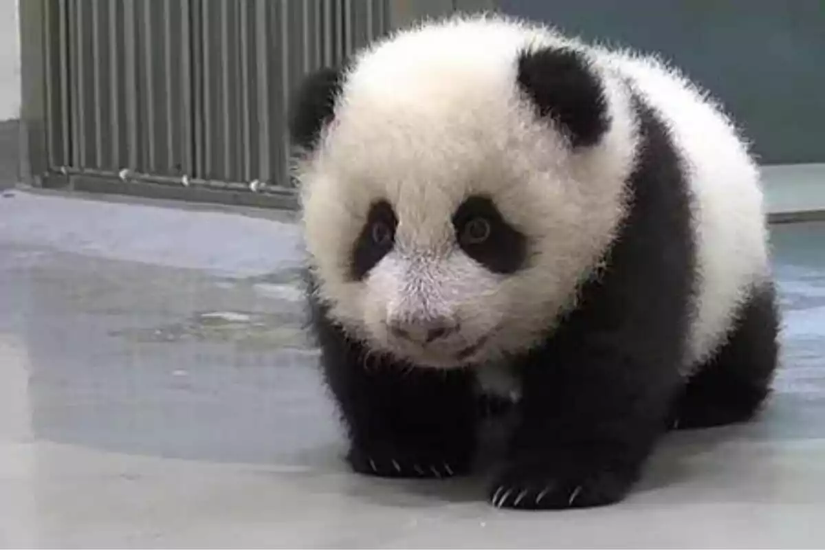 Un cachorro de panda gigante de pie sobre una superficie de concreto.