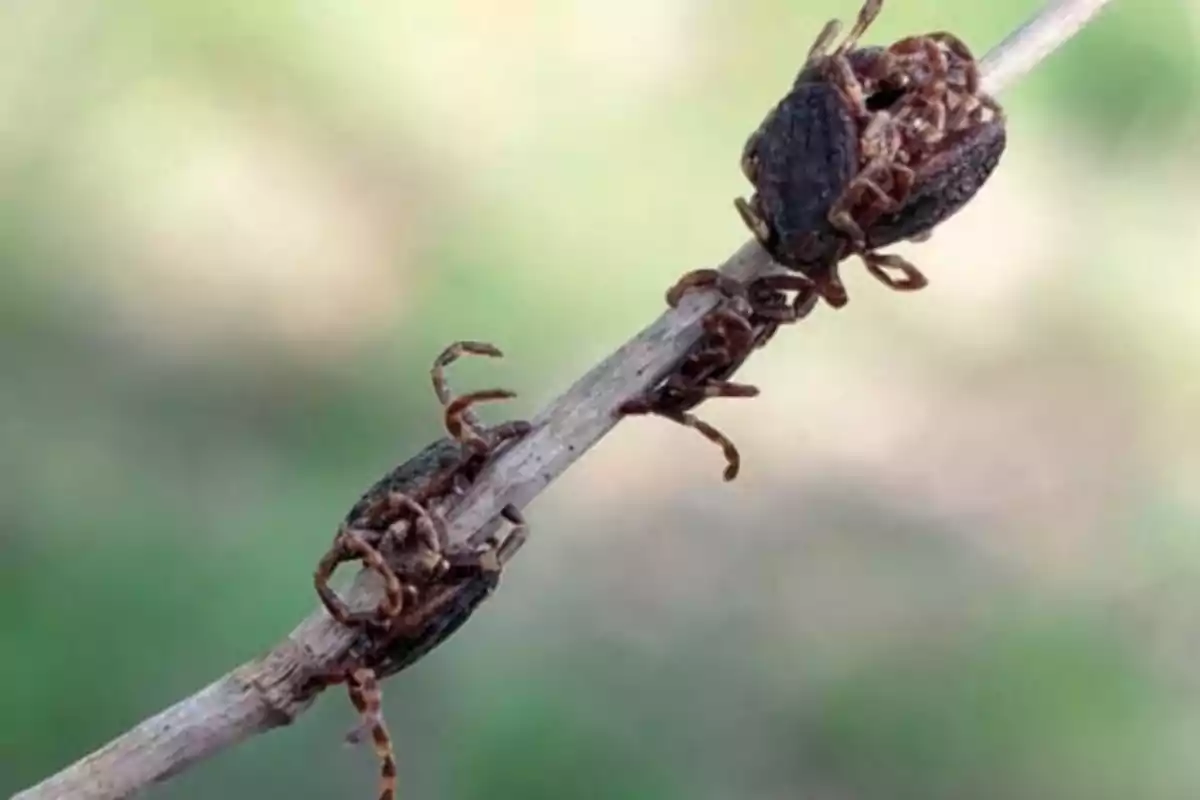 Paparra 'Hyalomma lusitanicum'.