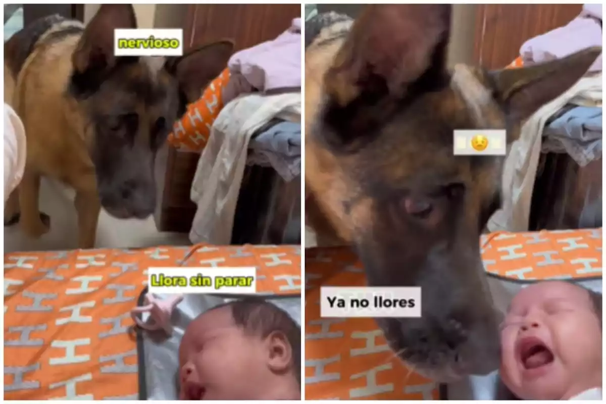 Un perro pastor alemán observa con preocupación a un bebé que llora en una cama con una manta naranja.