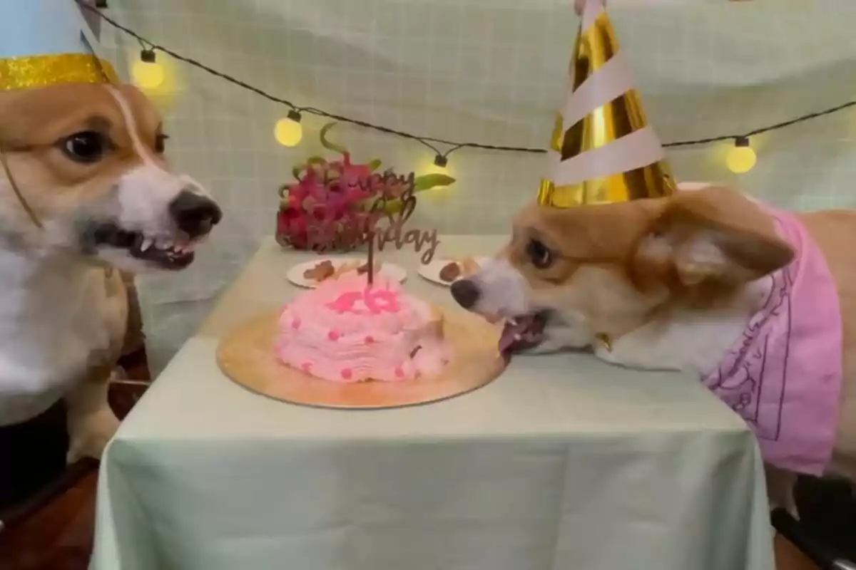 Dos gossos amb barrets de festa celebren un aniversari amb un pastís rosa sobre una taula decorada.