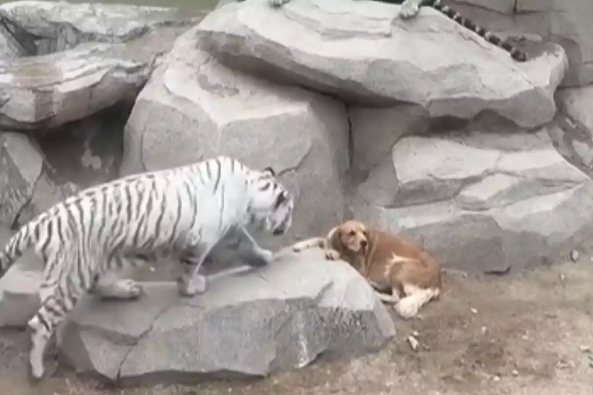 Un tigre blanc s'acosta a un gos que està ficat al llit sobre unes roques.