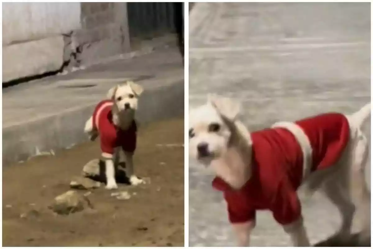 Muntatge amb dues imatges del gos que apareix al vídeo de la notícia