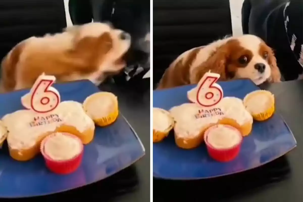 Un perro celebra su sexto cumpleaños con un pastel en forma de hueso y cupcakes.