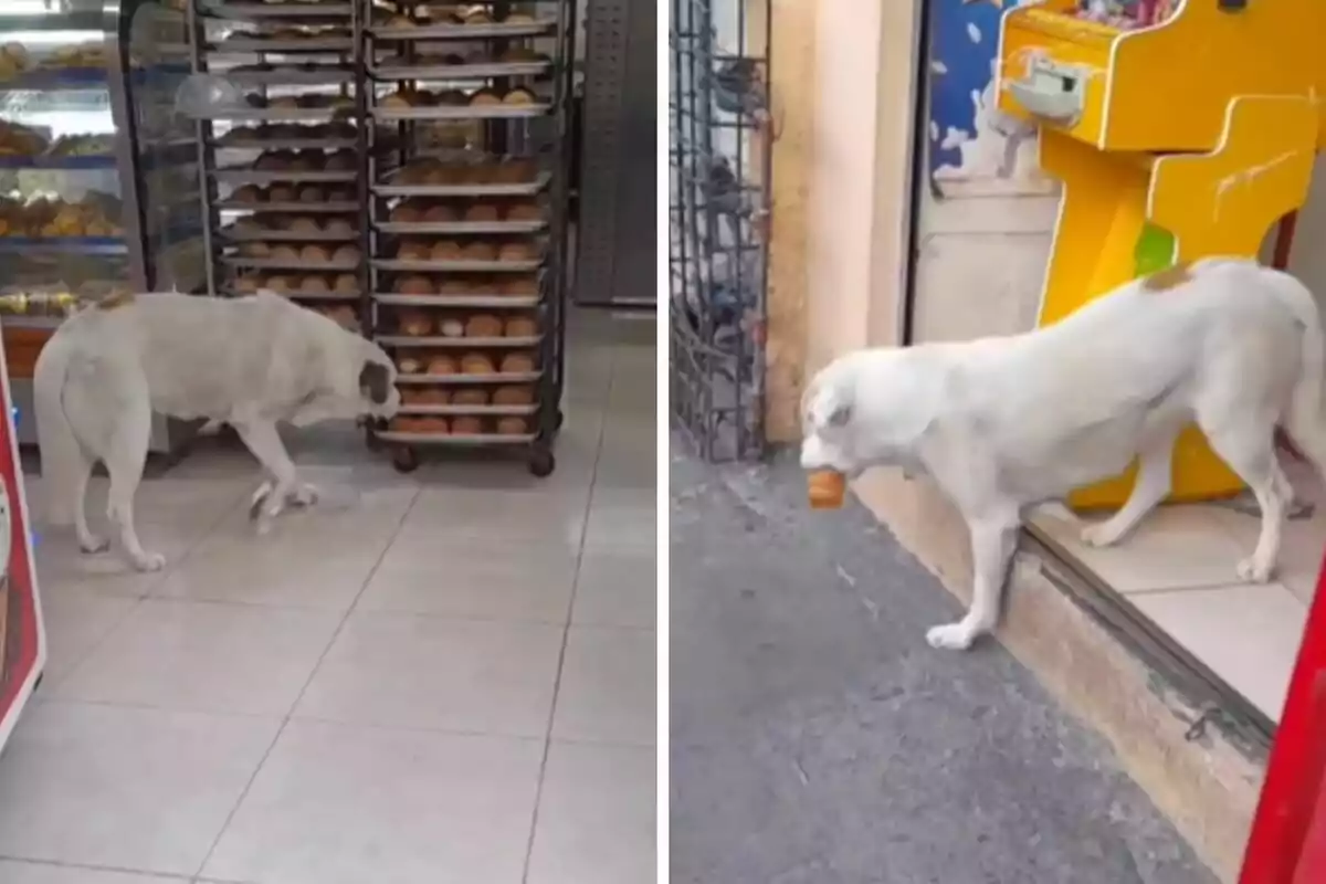 Un perro blanco y grande está en una panadería, en la primera imagen se le ve oliendo una bandeja de pan y en la segunda imagen se le ve saliendo del lugar con un pan en la boca.