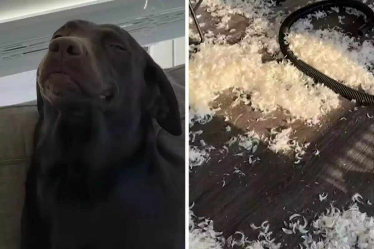 Un perro negro con una expresión satisfecha a la izquierda y una gran cantidad de pelo blanco en el suelo junto a una aspiradora a la derecha.