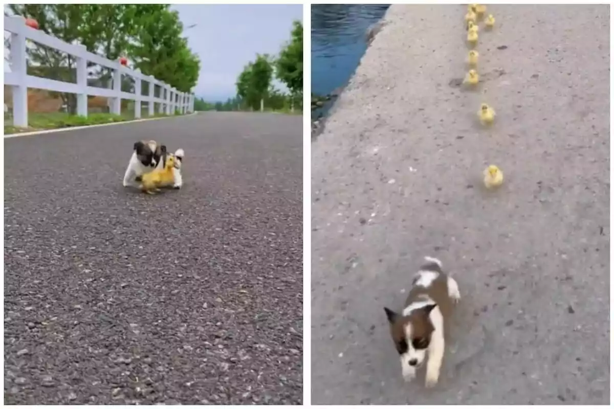 Un cachorro y un patito caminando juntos por una carretera, seguido por una imagen de un cachorro liderando una fila de patitos cerca de un cuerpo de agua.