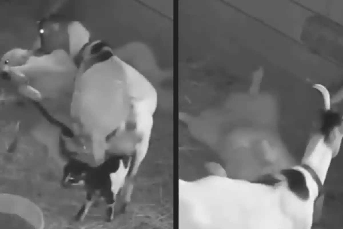 Cabra amb la seva cria acabada de néixer en un estable captades per una càmera de seguretat en blanc i negre