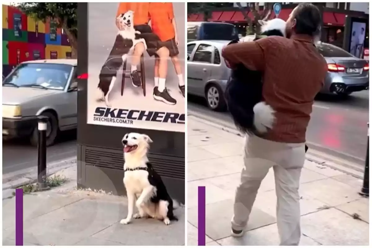 Reacción de un perro tras verse en un anuncio