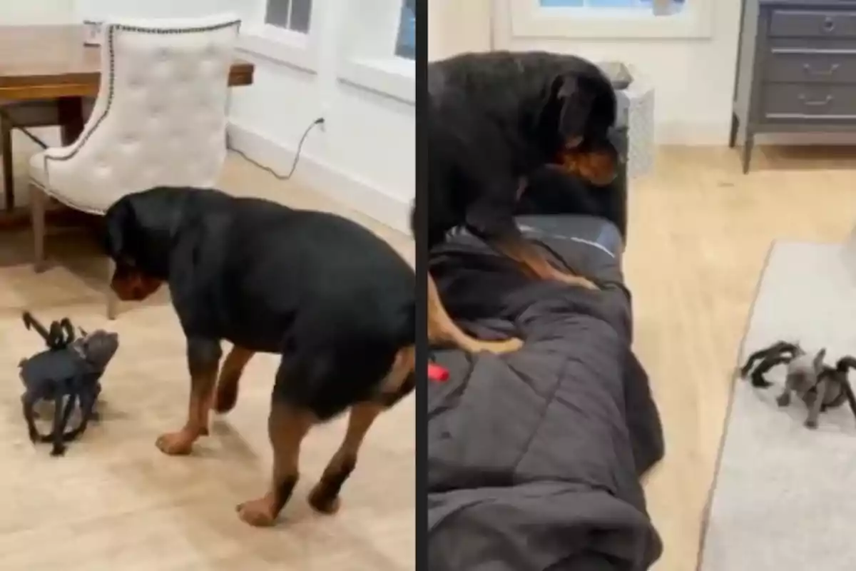 Un perro grande observa a un perro pequeño disfrazado de araña y luego se sube a un sillón para alejarse del perro disfrazado.