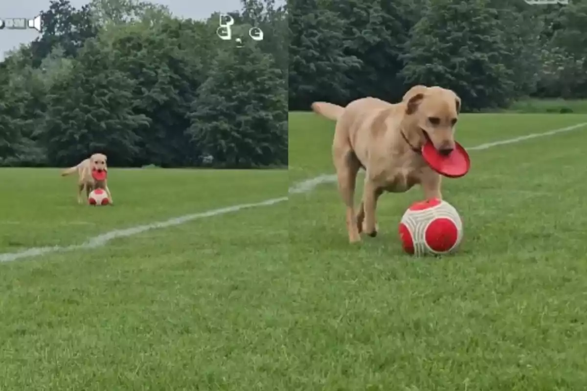 Un gos de color beix sosté un frisbee vermell a la boca mentre juga amb una pilota de futbol blanca i vermella sobre la gespa d’un camp envoltat d’arbres.