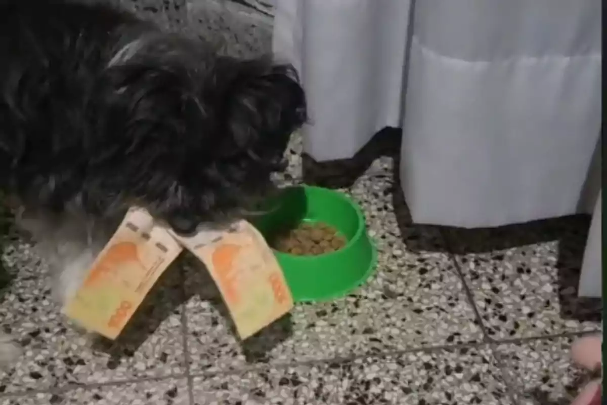 Un gos amb bitllets a la boca es troba al costat d'un plat verd ple de croquetes.