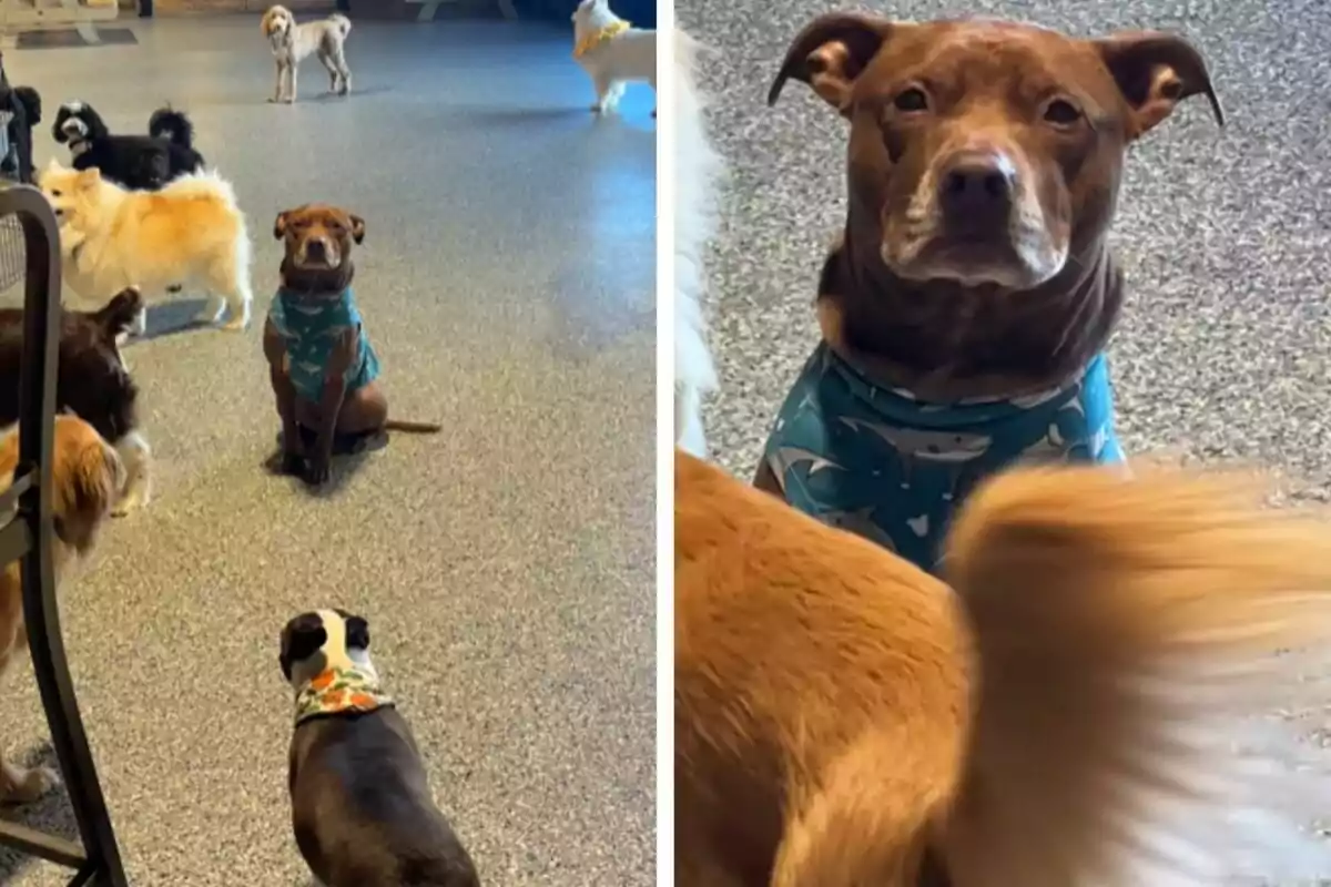 Un grup de gossos en una guarderia canina, amb un gos marró al centre usant un mocador blau amb dibuixos de taurons, mentre altres gossos estan al voltant en un terra de color gris.