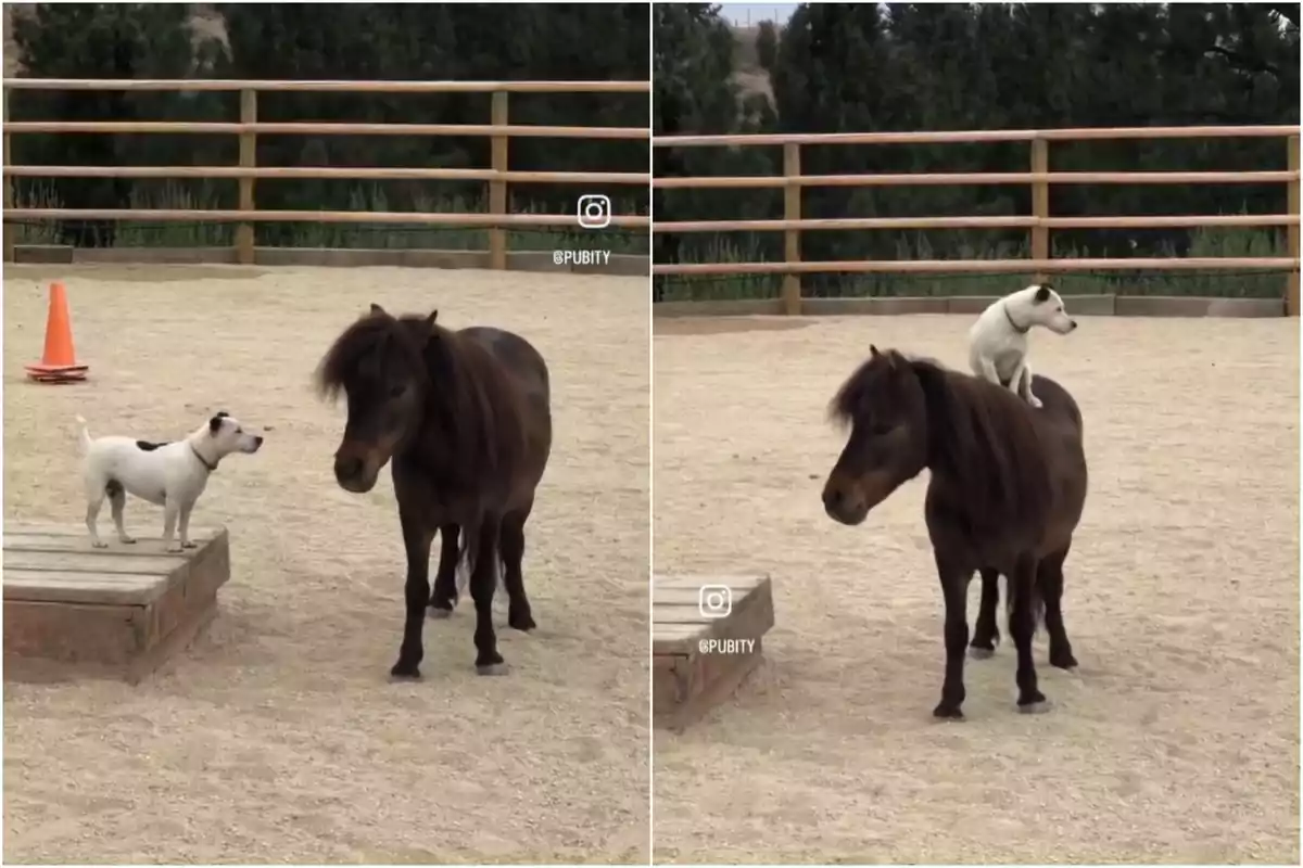 Captura d'un vídeo de Twitter