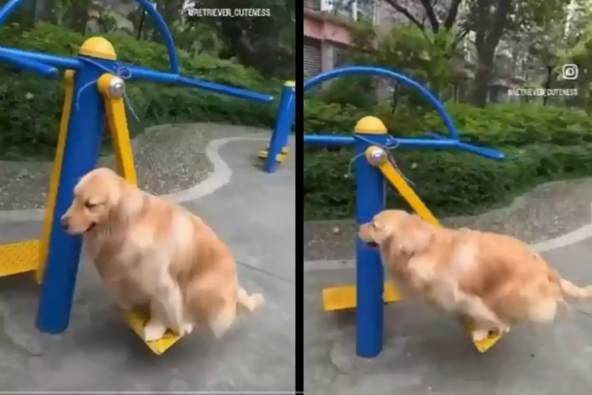 Un gos golden retriever està assegut en un gronxador de parc per fer exercici, movent-se amunt i avall.