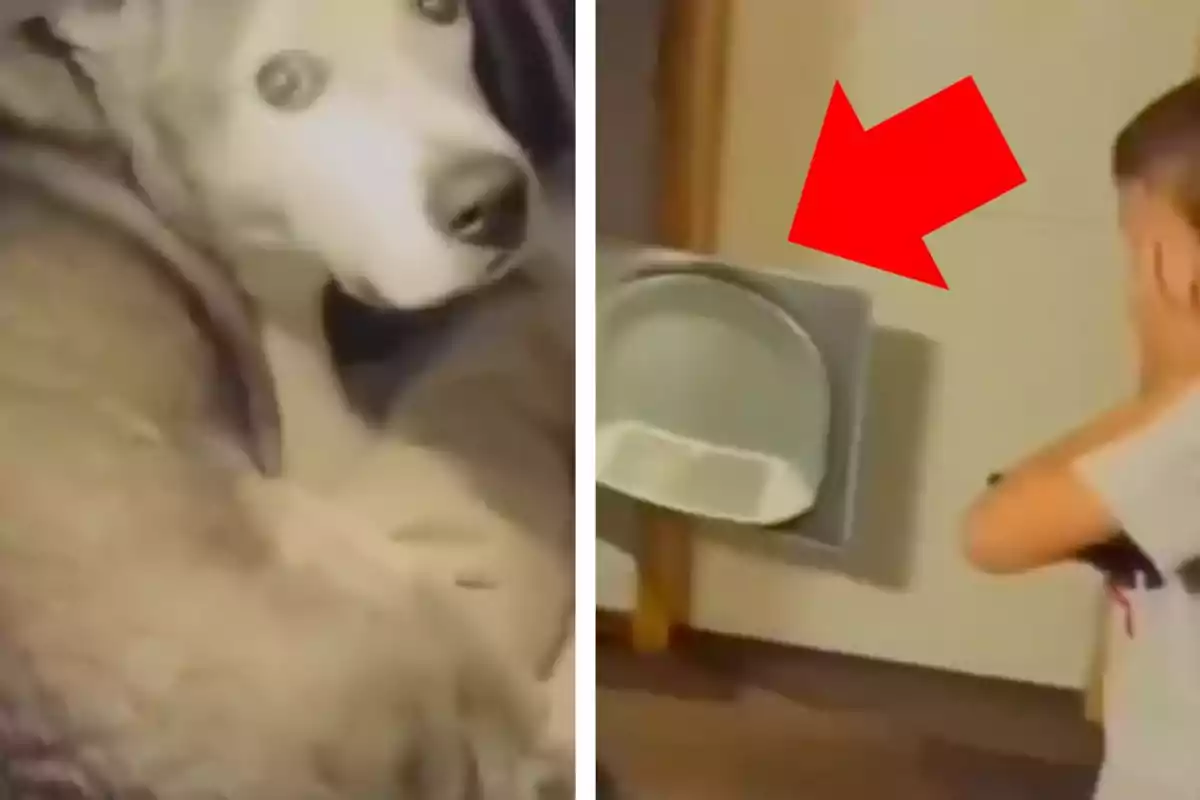 Un gos estirat mirant cap a la càmera i un nen tapant-se les orelles davant d’una porta per a mascotes assenyalada per una fletxa vermella