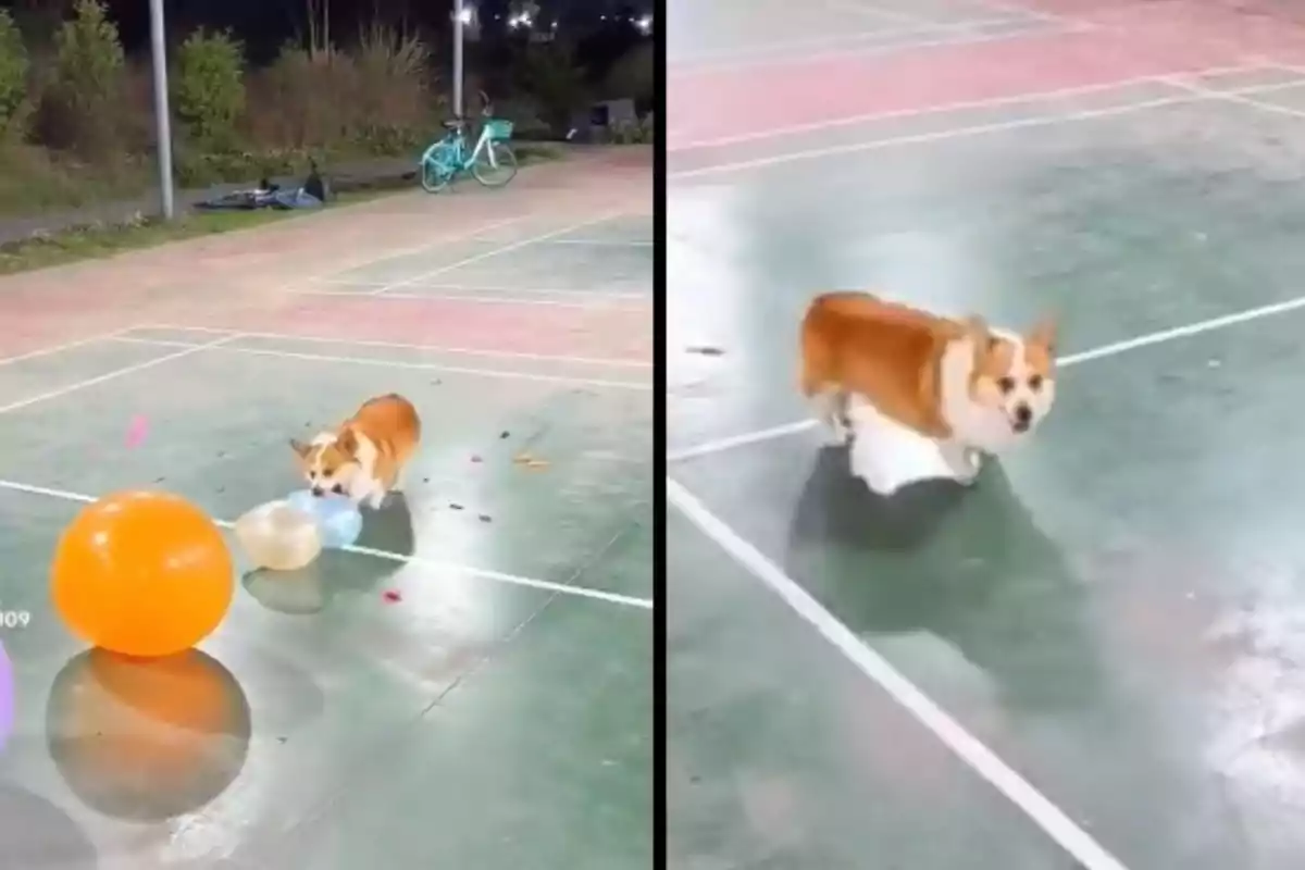 Un gos corgi juga amb globus de colors en una pista a l’aire lliure durant la nit.