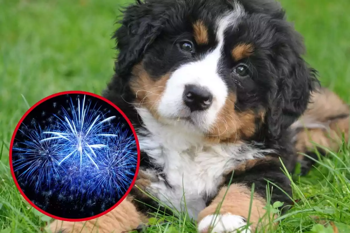 Cadell de muntanya dels Pirineus estirat a la gespa amb un cercle que mostra focs artificials blaus.