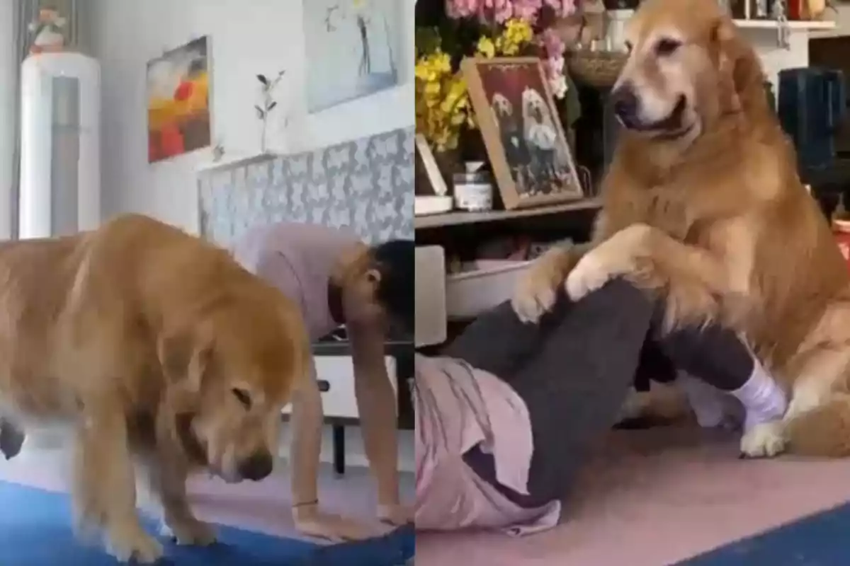 Un perro golden retriever acompaña a una persona mientras hace ejercicio en casa, en una imagen el perro parece imitar la postura y en la otra sostiene las piernas de la persona mientras ella hace abdominales.