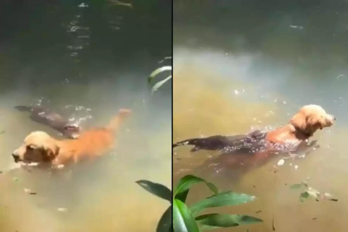 Un gos neda a l’aigua acompanyat per una llúdriga que s’enfila a la seva esquena.