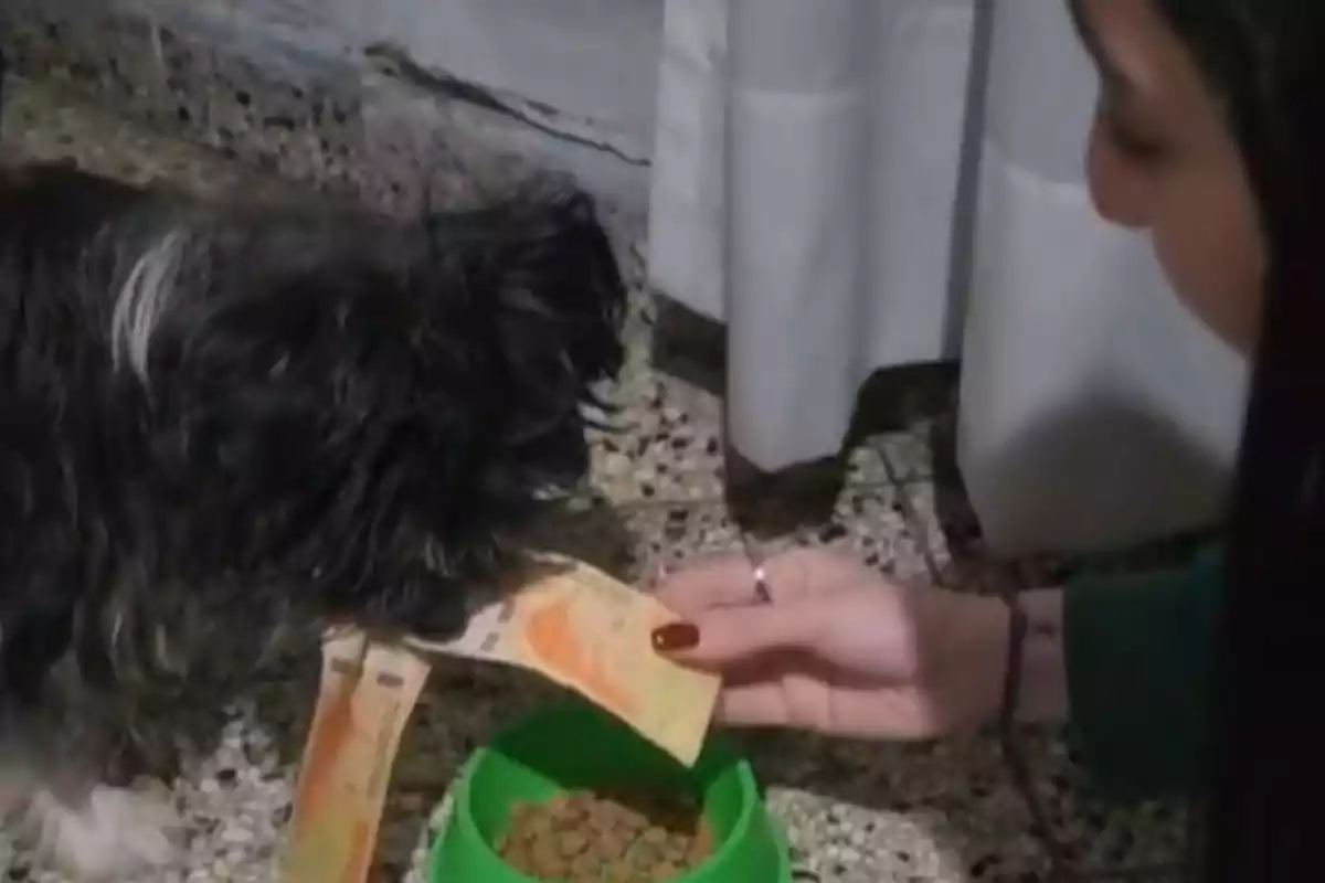 Una persona sosté bitllets mentre un gos s?acosta a un plat de menjar.