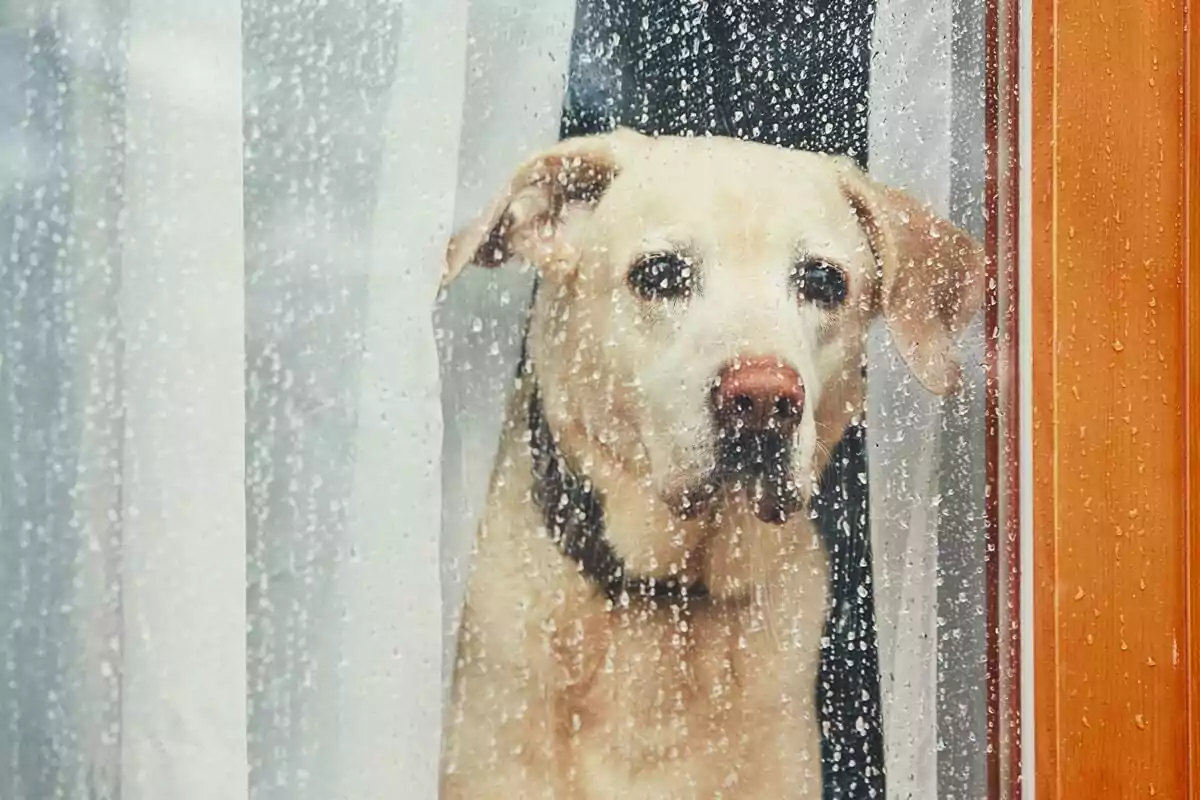 Perro mirando por una ventana mojada en un día lluvioso