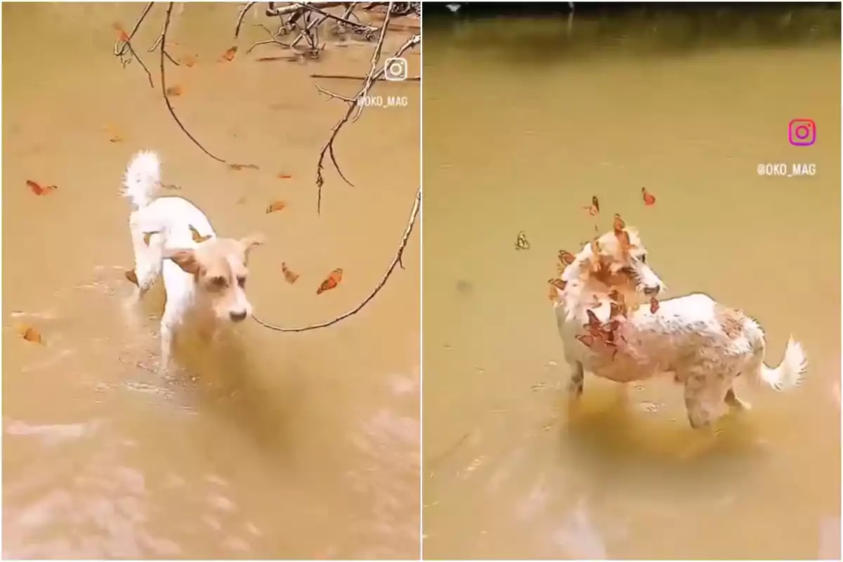 Captures d'un vídeo viral