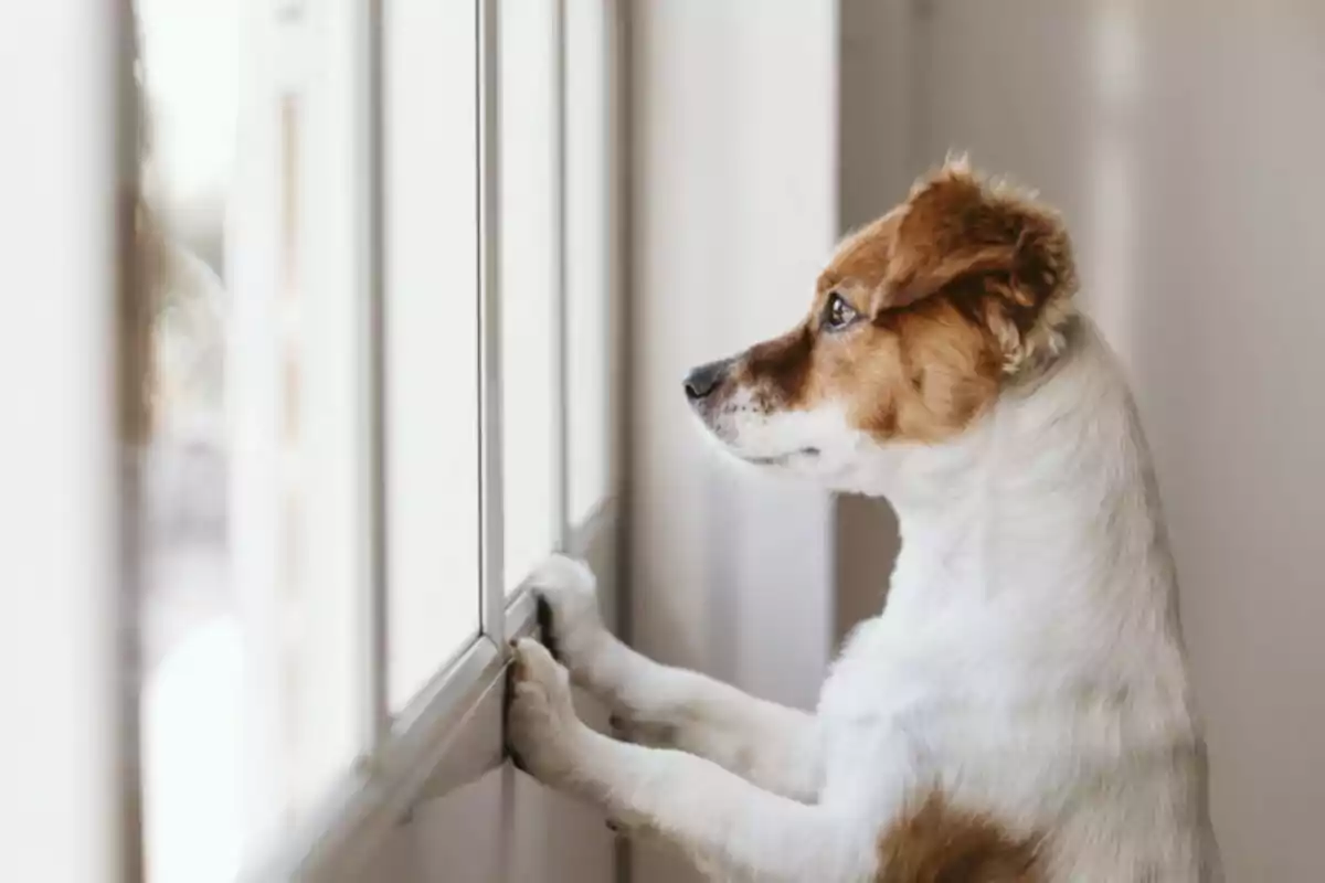 Perro mirando por la ventana con las patas delanteras apoyadas en el marco.