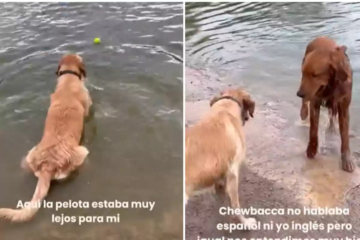 Dos gossos a la vora d'un cos d'aigua, un s'acosta a una pilota flotant mentre l'altre observa des de la riba.