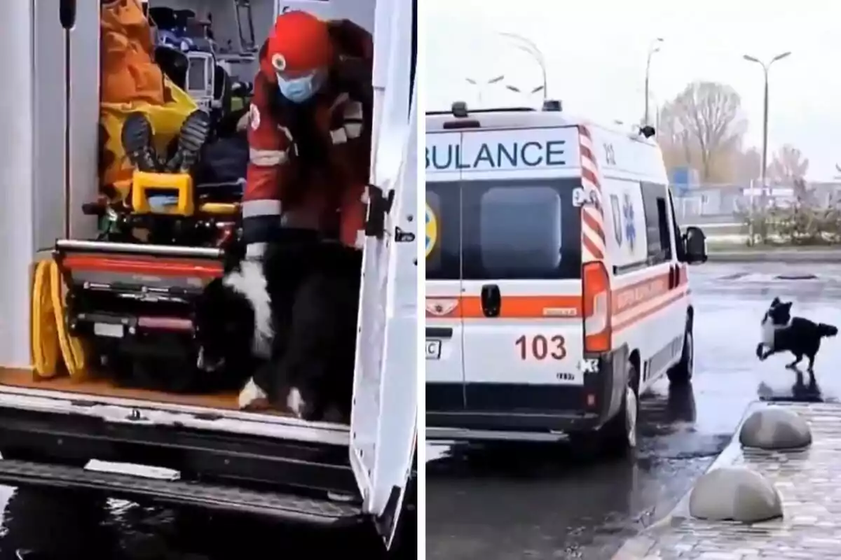 Un paramèdic ajuda un gos a baixar d?una ambulància mentre un altre gos corre cap a l?ambulància estacionada.