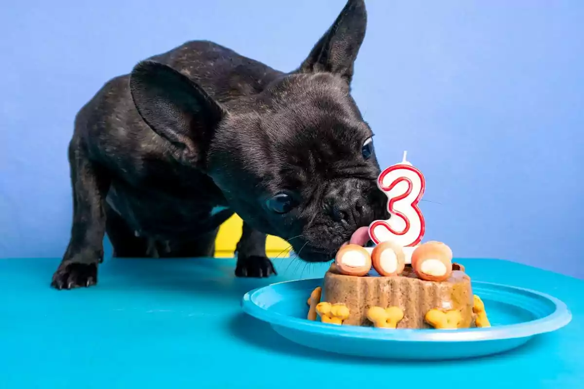 Un perro pequeño lame un pastel con una vela en forma de número tres sobre una mesa azul.