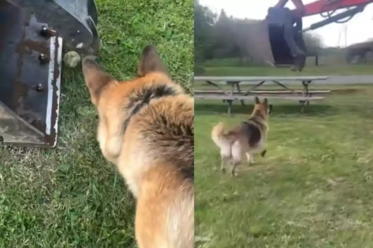 Un perro observa una pelota cerca de una excavadora en un campo de césped.