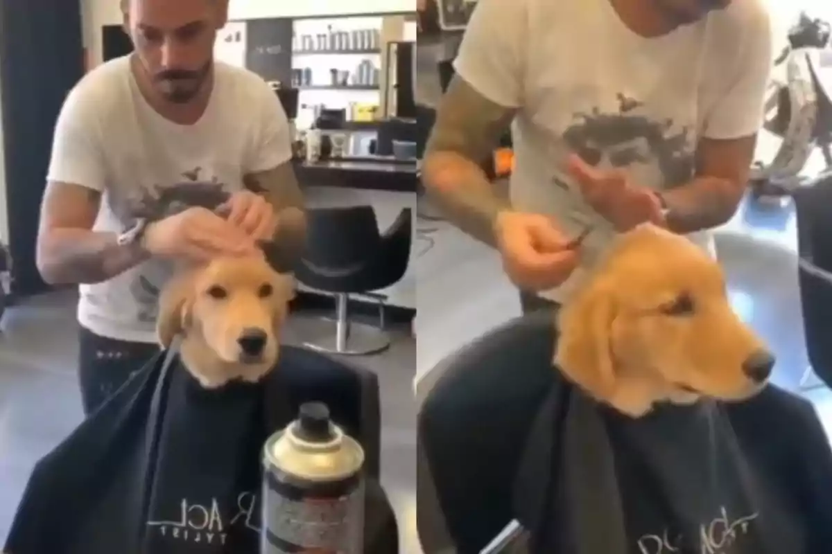 Un gos està assegut en una cadira de perruqueria mentre un estilista li arregla el pèl.