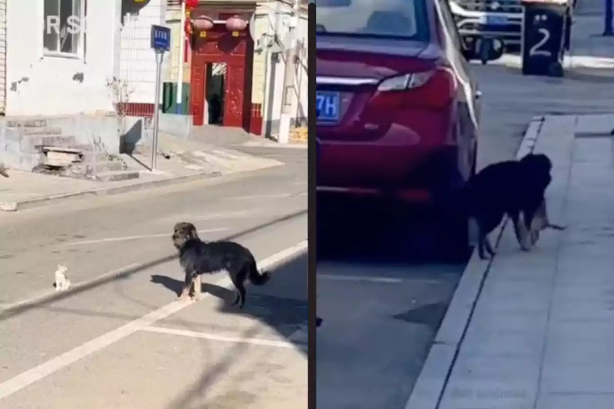 Un gos negre observa un gat petit al mig del carrer i després camina per la vorera al costat d’un cotxe vermell.