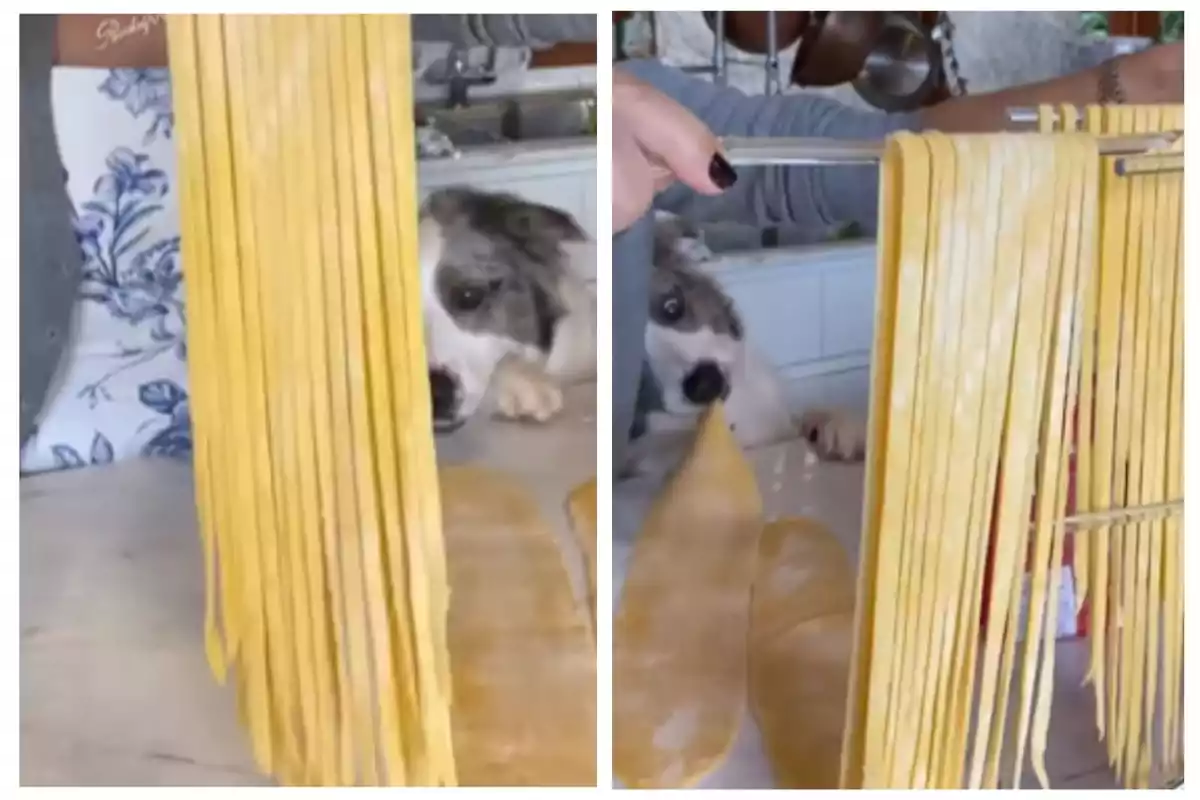 Un perro observa con curiosidad mientras alguien cuelga tiras de pasta fresca en un secador.