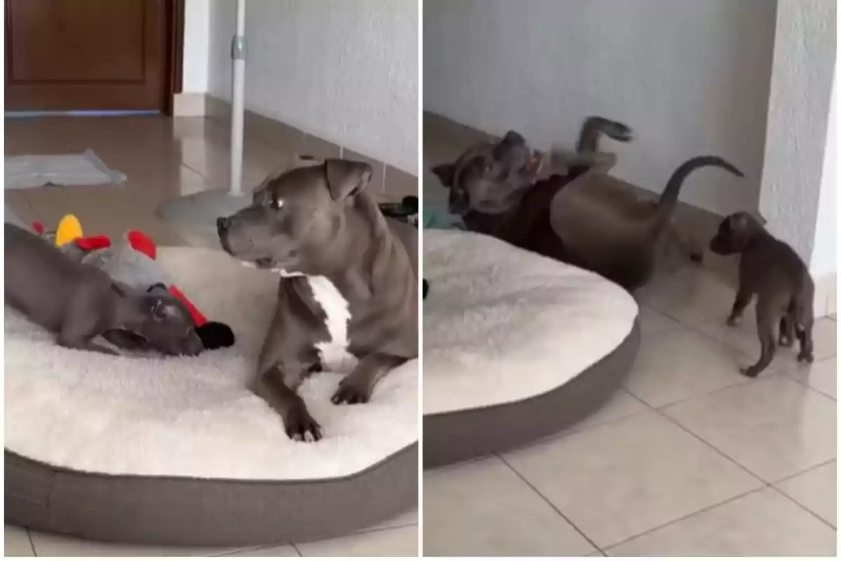 Dos perros jugando en una cama para mascotas dentro de una casa.