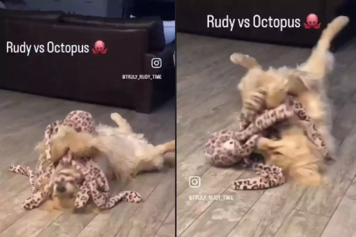 Un perro juega en el suelo con un juguete de peluche con forma de pulpo, mostrando una escena divertida y animada en el interior de una casa.