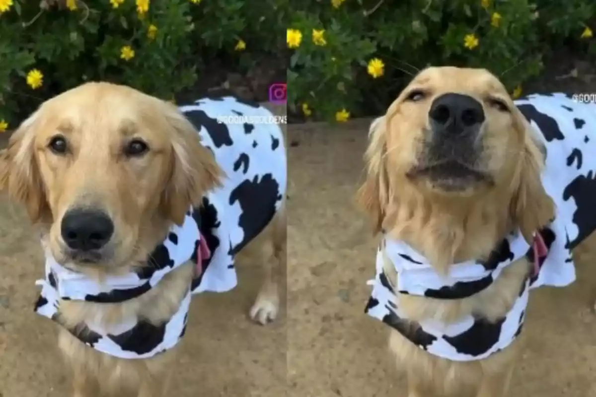 Un perro con un disfraz de vaca posa en un jardín con flores amarillas.