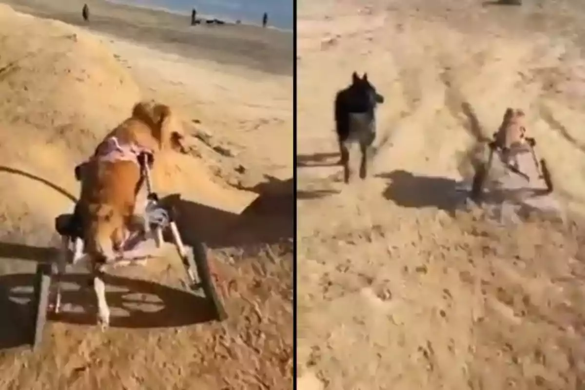 Un perro con un arnés de ruedas corre junto a otro perro en un camino de tierra.