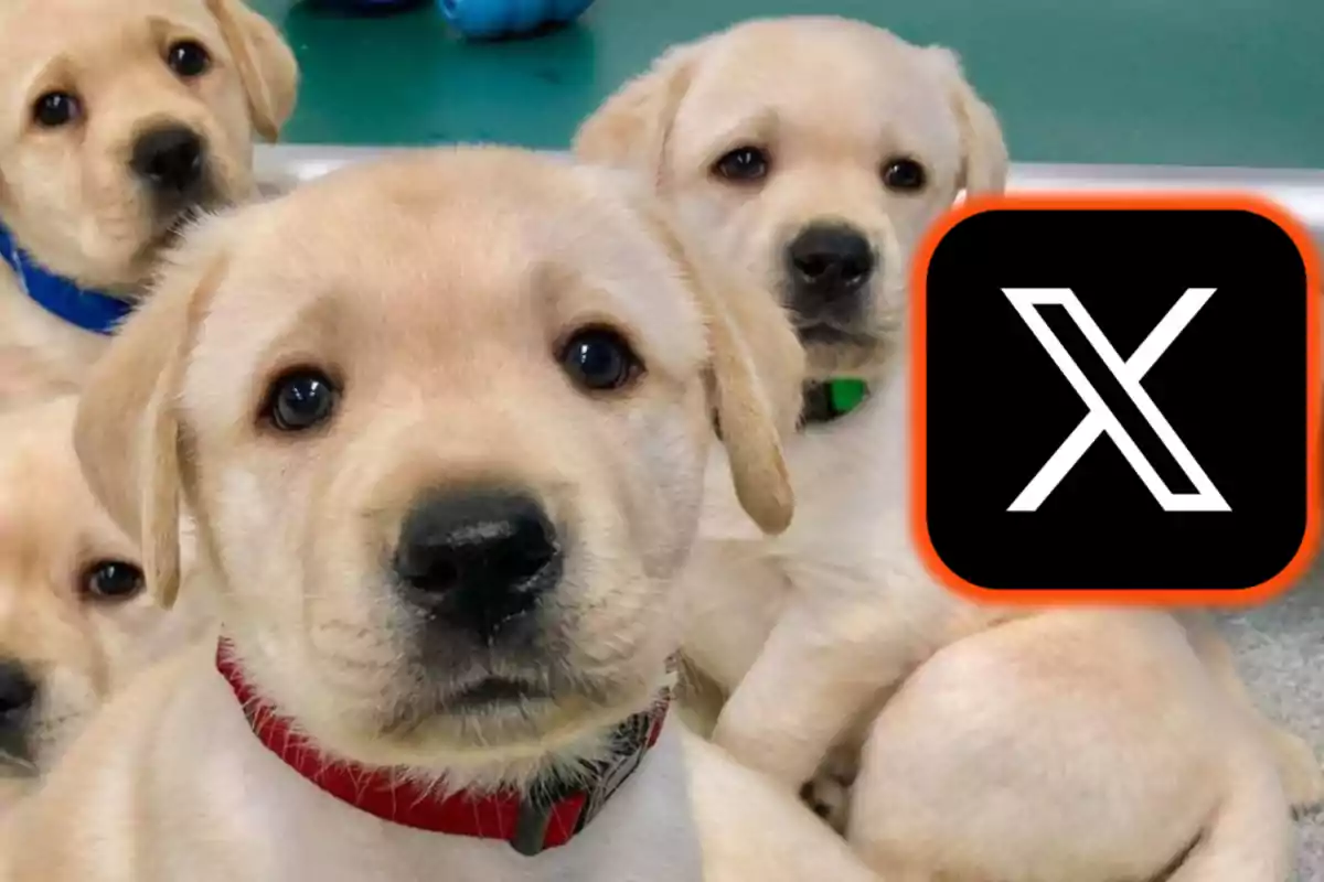 Un grupo de cachorros de labrador con collares de colores está sentado junto a un logotipo negro con una "X" blanca.