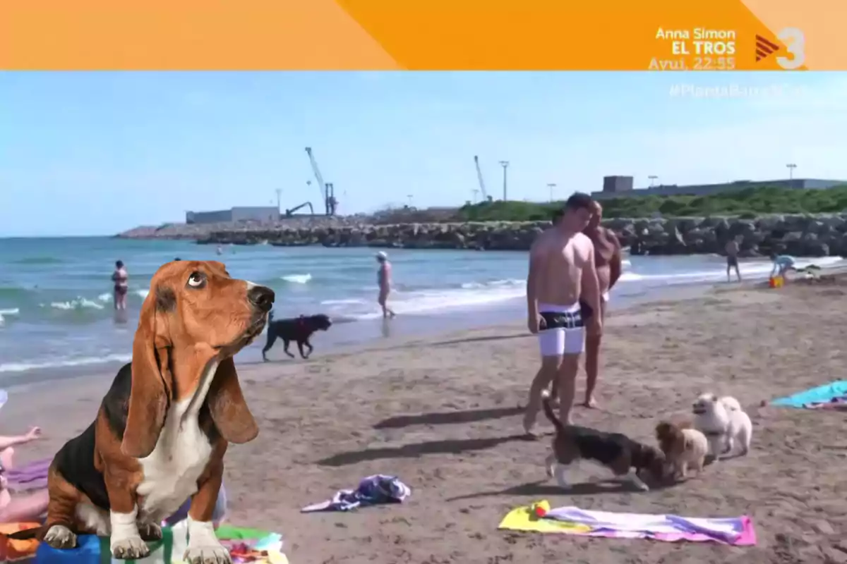 Montaje con una imagen del programa "Planta Baixa" en una playa de Vilanova i la Geltrú. A la izquierda una imagen de un perro muy atento