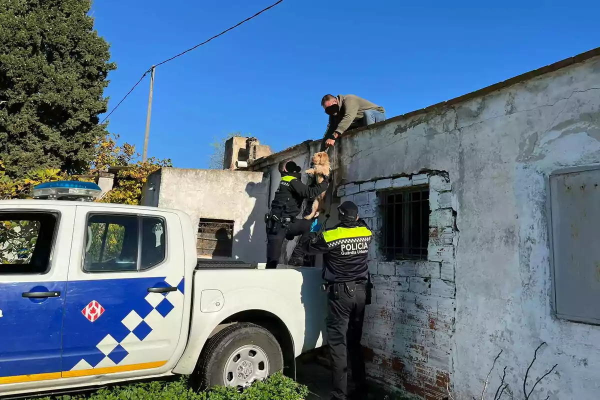 Policia retirando los perros de la finca