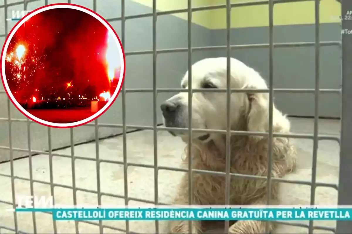 Montaje con una imagen de una residencia canina. A la izquierda una imagen con una celebración de la verbena de San Juan