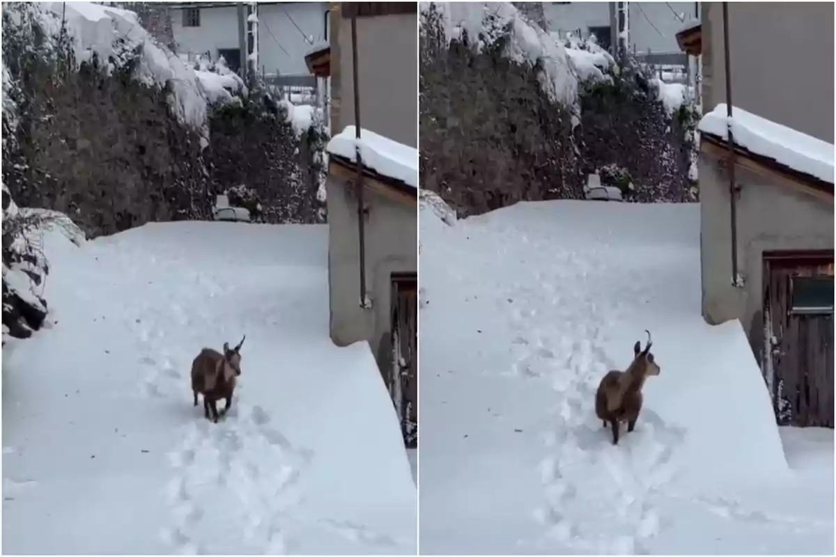 Un isard passejant per la neu