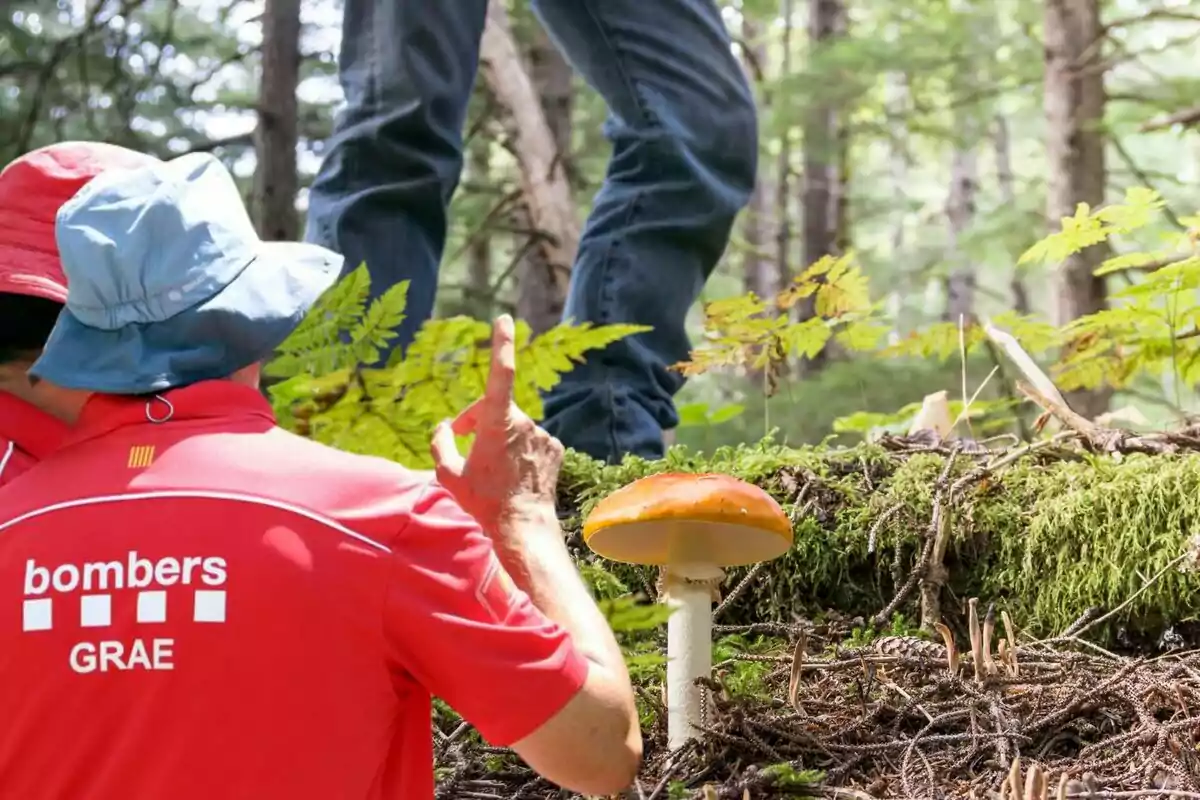 Un bomber amb barret vermell i camisa vermella assenyala un fong al bosc mentre una altra persona dreta observa.