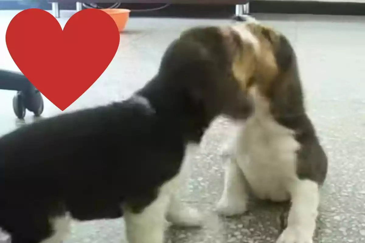 Dos cachorros jugando en el suelo con un corazón rojo superpuesto en la esquina superior izquierda.